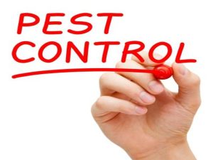 Pest Control Sydney: Tips for Effective Silverfish Prevention in Residential Environments